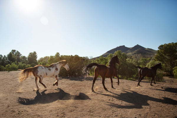 Understanding Horse Herd Dynamics and Social Behavior