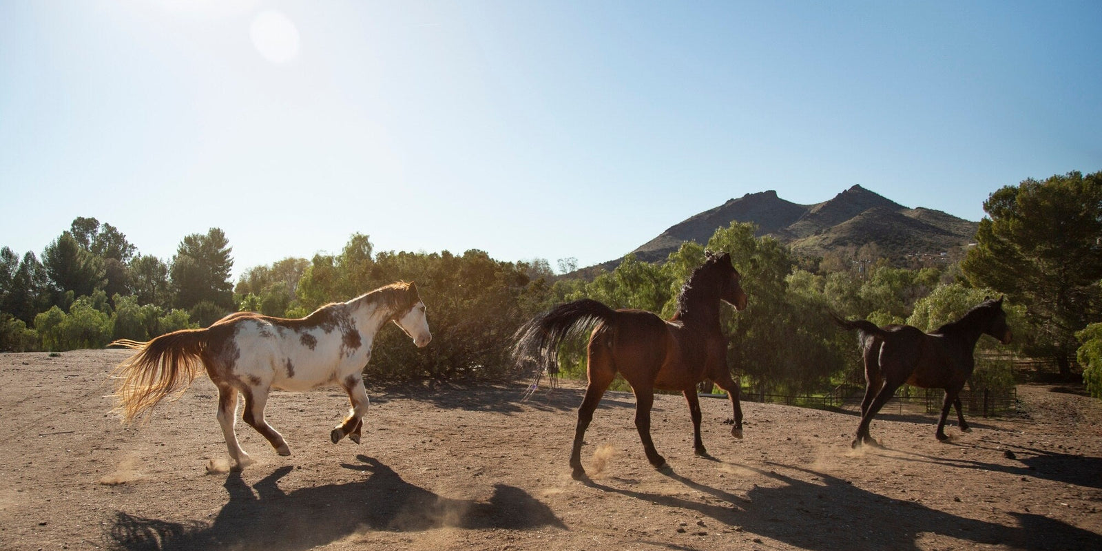 Understanding Horse Herd Dynamics and Social Behavior