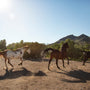 Understanding Horse Herd Dynamics and Social Behavior