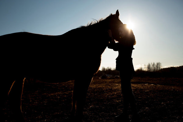 The Importance of Proper Warm-Up and Cool-Down for Horses