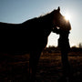 The Importance of Proper Warm-Up and Cool-Down for Horses