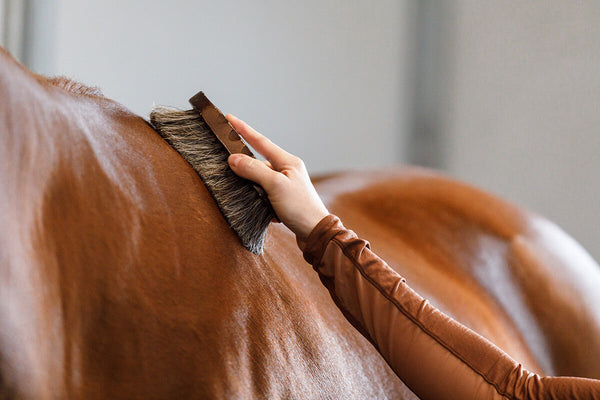 The Ultimate Guide to Grooming Your Horse