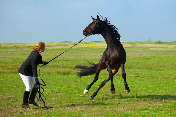 How to Identify and Address Stress in Horses