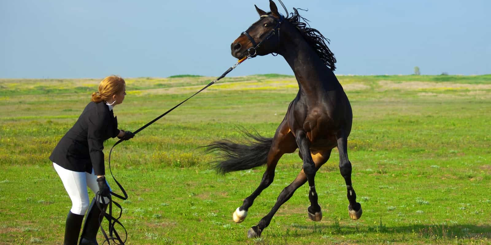 How to Identify and Address Stress in Horses