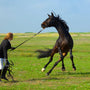 How to Identify and Address Stress in Horses