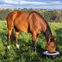 Best Diet and Nutrition Tips for Horses