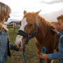 The Top 5 Training Techniques for a Well-Behaved Horse