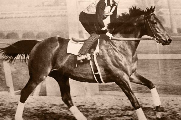 Famous Horses in History and What Made Them Special